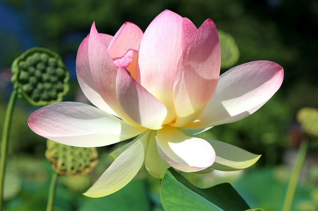 Lotus Blüte - Akasha Chronik Lesung
